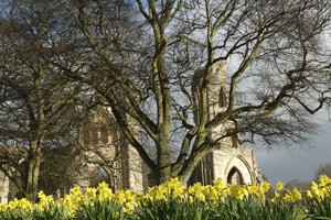 Daffodils in the Abbey