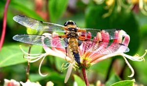Dragonfly On Wild Honeysuckle - Print