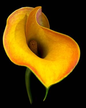 Calla Lilly, limited edition print 30" x 24"