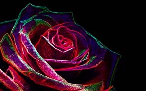 Rose, limited edition print 40" x 18.75"
