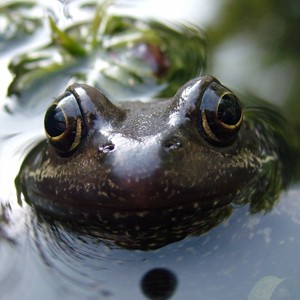 Mr Frog - giclee print