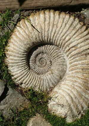 Ancestors Ammonite Chalice Well - giclee print