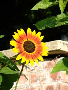 Beautiful Sunflower, A4 print