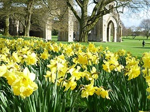 Daffodils in Glastonbury Abbey - Giclee Print