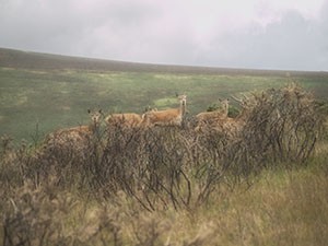 Wild Deer on Exmoor - Giclee Print