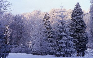 Winter in Harz, Germany, A4 print