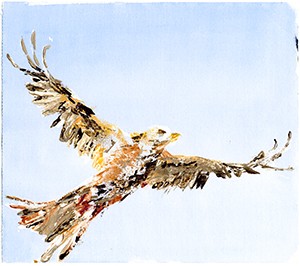 Red Kite 1- Giclee Print A4
